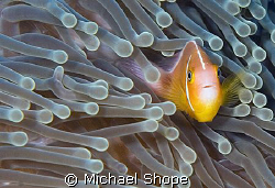 looks like a clown fish month. by Michael Shope 